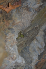 Odorrana tianmuii