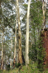 Corymbia maculata