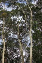 Corymbia maculata