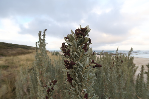 Gray saltbush (Atriplex cinerea)
