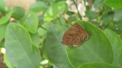 Arhopala centaurus