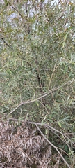 Salix