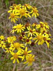 Senecio polyanthemoides