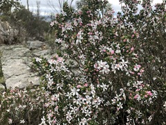 Philotheca verrucosa