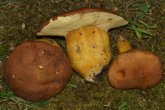 Aureoboletus roxanae