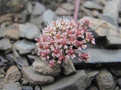 Symphyoloma graveolens