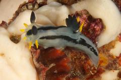 Polycera capensis