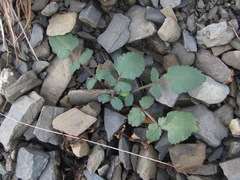 Symphyoloma graveolens
