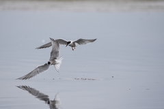 Sterna hirundo longipennis
