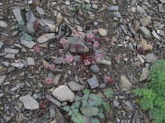 Symphyoloma graveolens