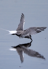 Sterna hirundo longipennis