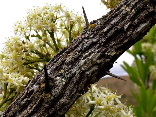 Gymnosporia buxifolia image