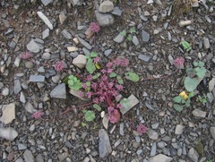 Symphyoloma graveolens