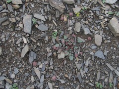 Symphyoloma graveolens