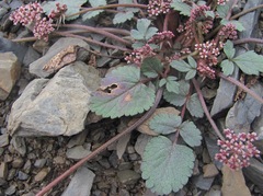 Symphyoloma graveolens