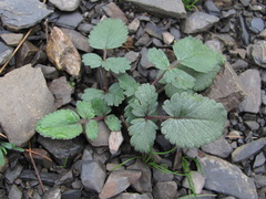Symphyoloma graveolens