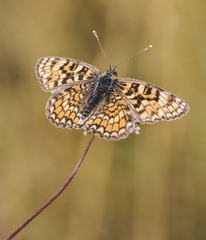 Melitaea pseudornata