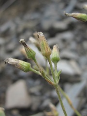 Cherleria circassica