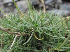 Cherleria circassica