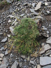 Cherleria circassica