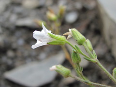 Cherleria circassica