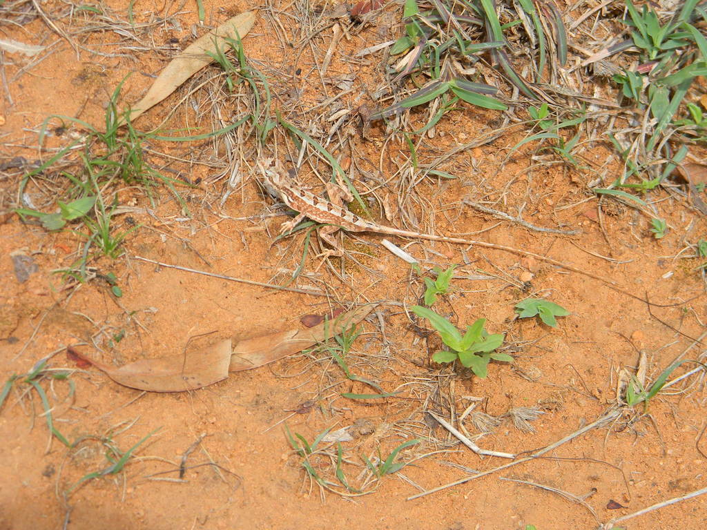Dharwar Fan-Throated Agama