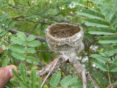 Aegithina nigrolutea