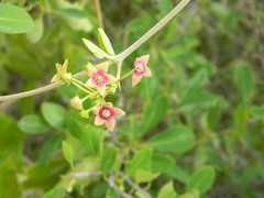 Vincetoxicum indicum