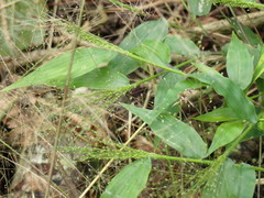 Panicum trichoides