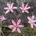 Strumaria salteri - Photo (c) Nigel Forshaw, algunos derechos reservados (CC BY-NC), subido por Nigel Forshaw
