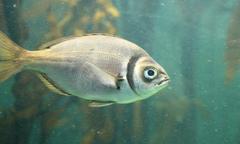 Boopsoidea inornata