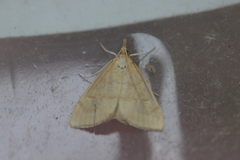 Anania crocealis