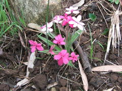 Rhodohypoxis