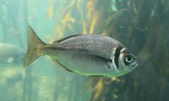 Boopsoidea inornata
