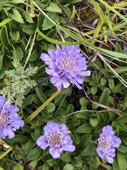 Scabiosa lacerifolia