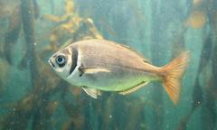 Boopsoidea inornata