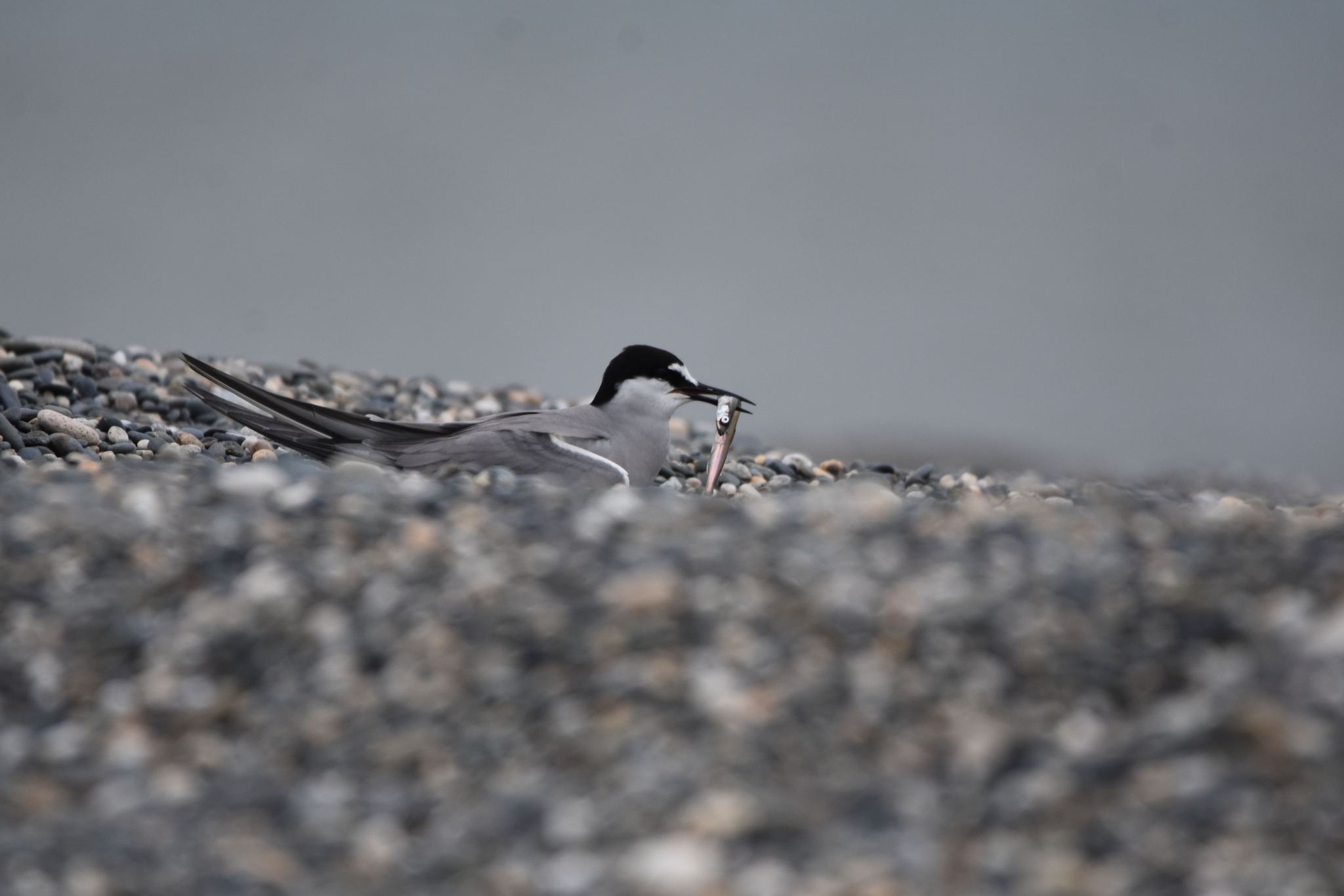 Aleutian Tern illustration