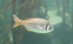 Boopsoidea inornata