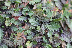Leptinella dioica