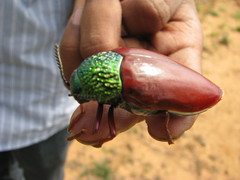 Sternocera