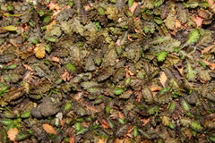 Leptinella dioica