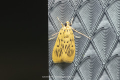 Furcivena strigiferalis