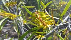 Persoonia falcata