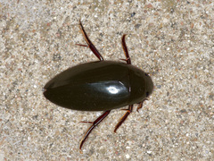 Hydrophilus insularis