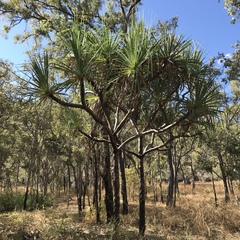 Pandanus cookii