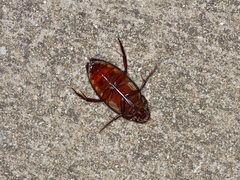 Hydrophilus insularis