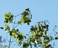 Pristimera longipetiolata