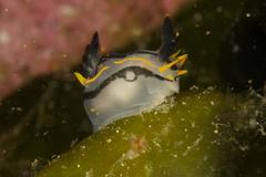 Polycera capensis
