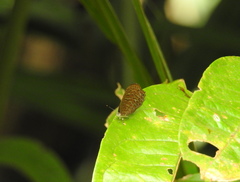 Poritia sumatrae