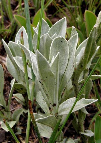 Helichrysum oreophilum image